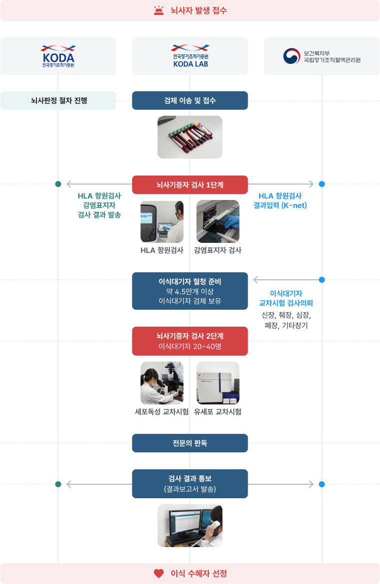 뇌사자 발생 접수 후 KODA, KODA LAB, 국립장기조직혈액관리원의 협력으로 검사 절차가 진행되는 흐름도.
                                                                                        1단계에서 HLA 항원검사와 감염표지자 검사를 실시하고, 이식대기자를 확보한 뒤
                                                                                        2단계에서 세포독성 교차시험과 유세포 교차시험을 진행한다.
                                                                                        전문의 판독과 검사 결과 통보 후 최종적으로 이식 수혜자를 선정하는 절차를 나타낸다.